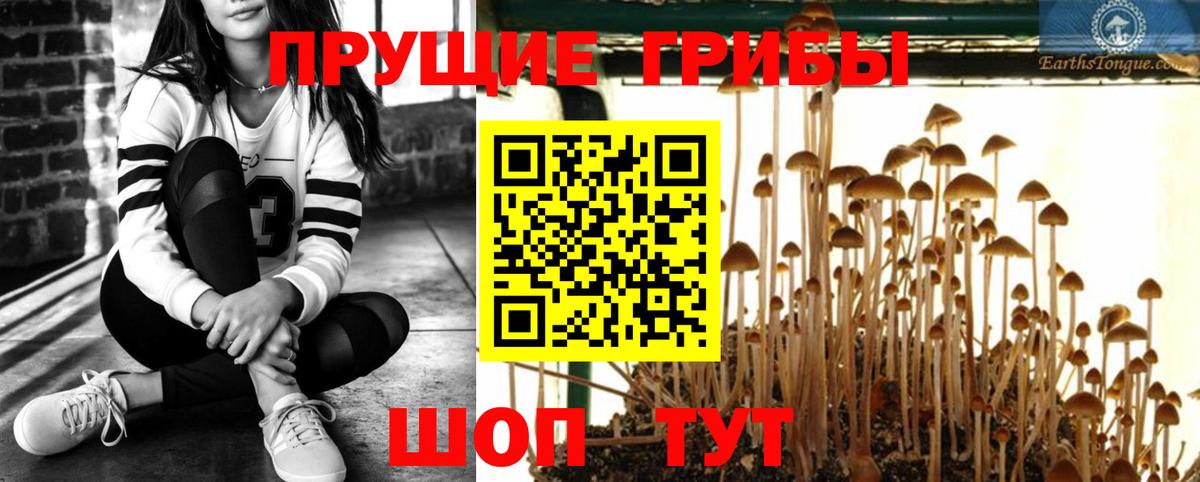 Псилоцибиновые грибы Psilocybe Геленджик